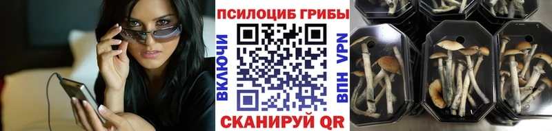 Галлюциногенные грибы Psilocybe  Полевской 